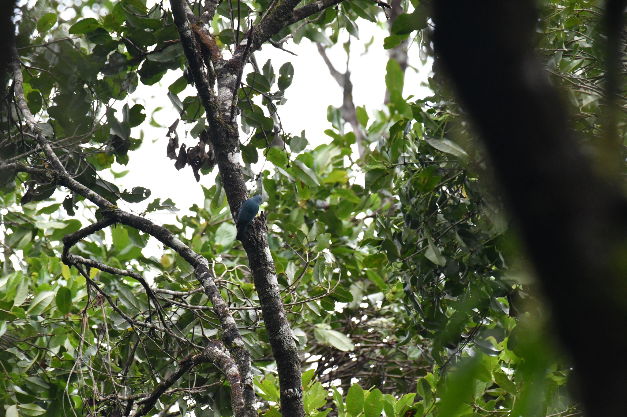 Nuthatch Vanga (Hypositta corallirostris), photo 2