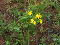 Senecio coronatus