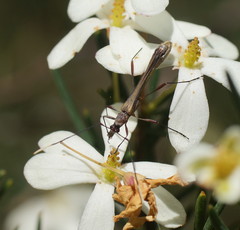 Enchoptera apicalis