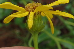 Senecio coronatus