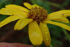 Senecio coronatus
