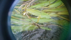 Potamogeton malaianus