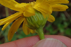 Senecio coronatus
