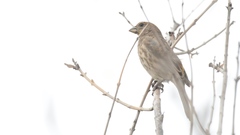 Haemorhous mexicanus