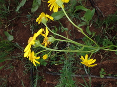 Senecio coronatus