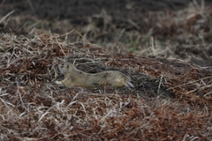 Spermophilus erythrogenys