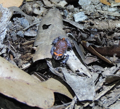 Pseudophryne australis