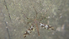 Mischoderus annuliferus
