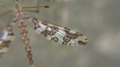 Mischoderus annuliferus
