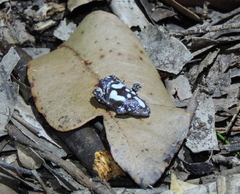 Pseudophryne australis