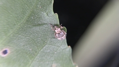 Brachyolus punctatus