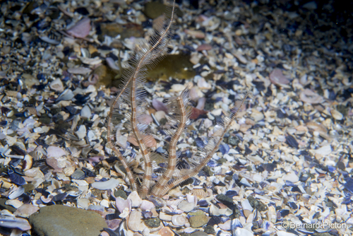 Ophiopsila annulosa