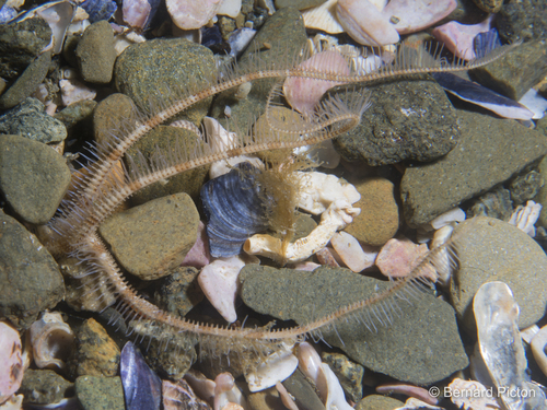 Ophiure de sable d'Europe