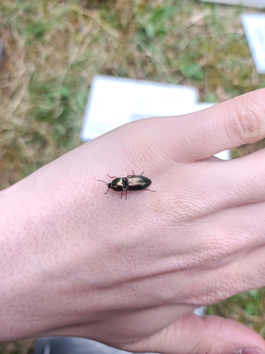 kováčik lesklý (Selatosomus aeneus)