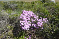 Lampranthus stipulaceus