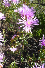 Lampranthus stipulaceus
