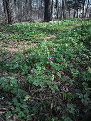 Erythronium sibiricum