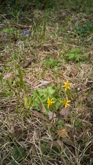 Gagea granulosa