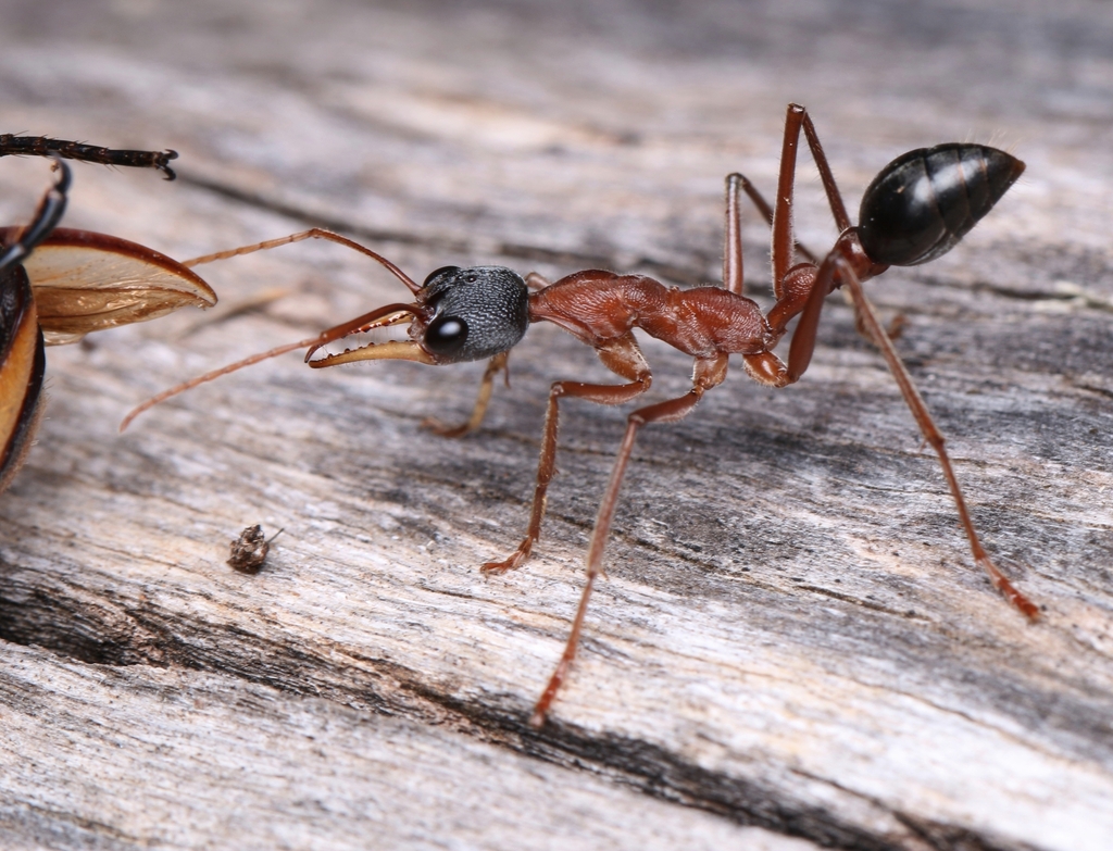 Black-headed Bull Ant from Eynesbury VIC 3338, Australia on April 25 ...
