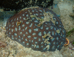 Coelastrea palauensis