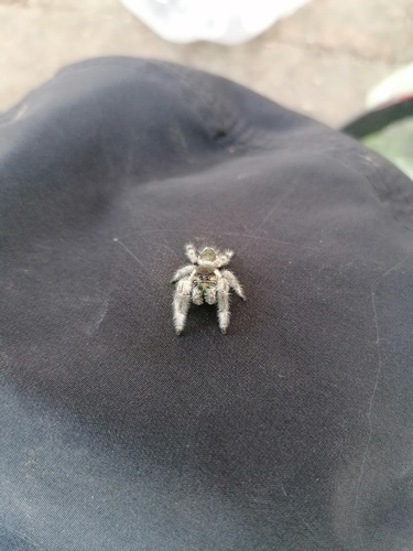 Phidippus dianthus