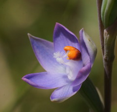 Thelymitra brevifolia