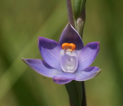 Thelymitra brevifolia