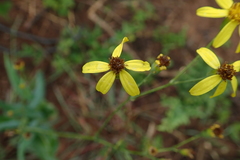 Senecio bupleuroides