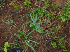 Senecio bupleuroides