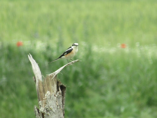 Masked Shrike (Lanius nubicus), photo 10