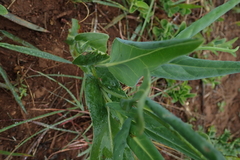 Senecio bupleuroides