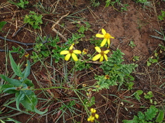 Senecio bupleuroides