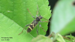 Cyrtoclytus capra