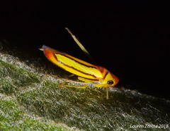 Graphocephala lucasii