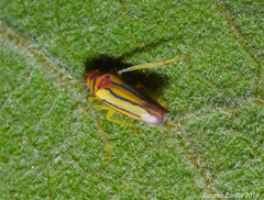 Graphocephala lucasii