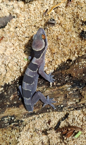 Banded Leaf-toed Gecko