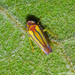 Graphocephala lucasii - Photo (c) Lauren Zárate, some rights reserved (CC BY-NC), uploaded by Lauren Zárate