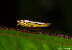 Graphocephala lucasii