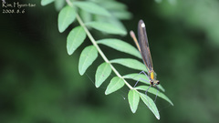 Calopteryx japonica