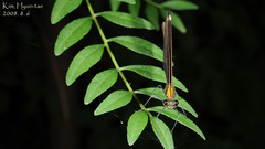 Calopteryx japonica