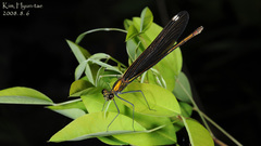 Calopteryx japonica