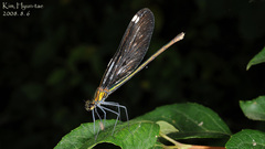 Calopteryx japonica