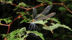 Calopteryx japonica