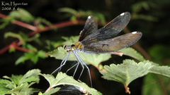 Calopteryx japonica