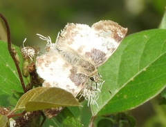 Polyctor cleta