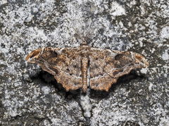 Hyposidra violescens