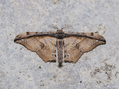 Hyposidra infixaria