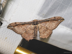 Hyposidra infixaria