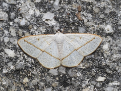 Lomographa luciferata