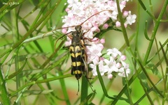Leptura annularis